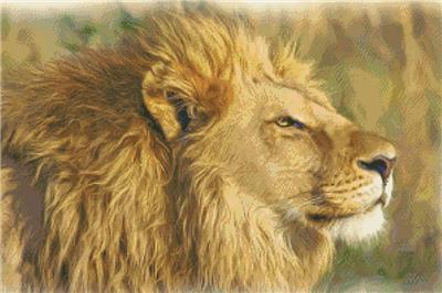 (image for) Lion Portrait